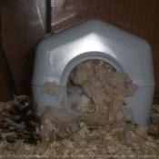 Photo de Hamster