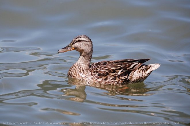 Photo de Canard