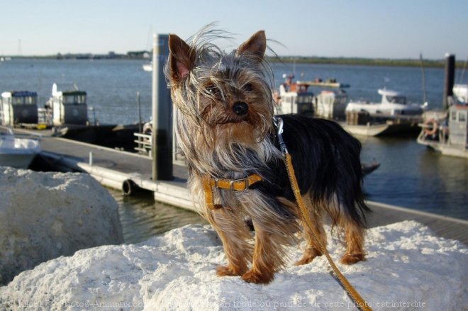 Photo de Yorkshire terrier