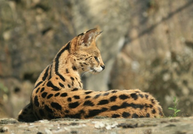 Photo de Serval