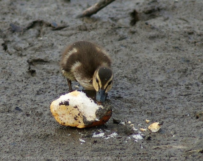 Photo de Canard colvert