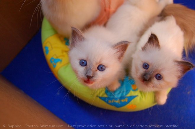 Photo de Sacr de birmanie