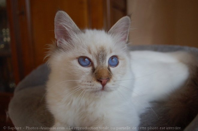 Photo de Sacr de birmanie