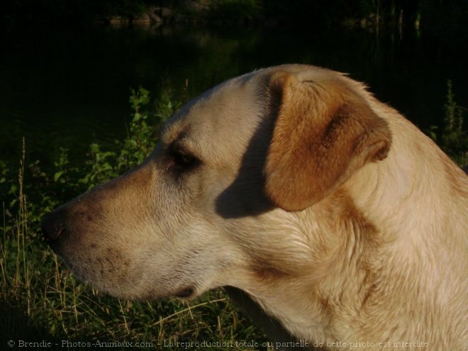 Photo de Labrador retriever