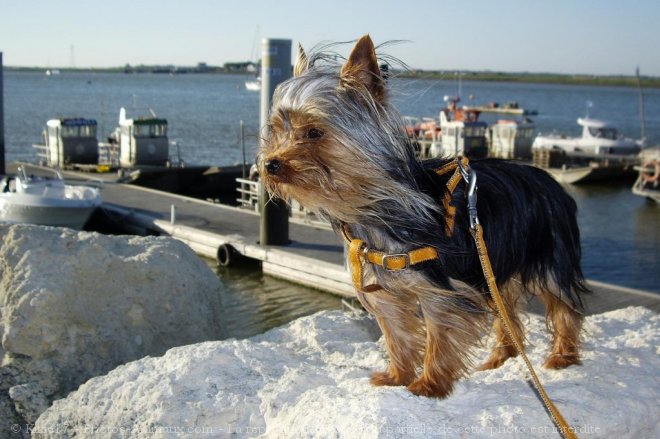 Photo de Yorkshire terrier