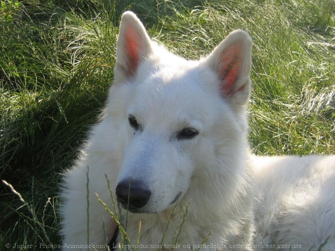 Photo de Berger blanc suisse