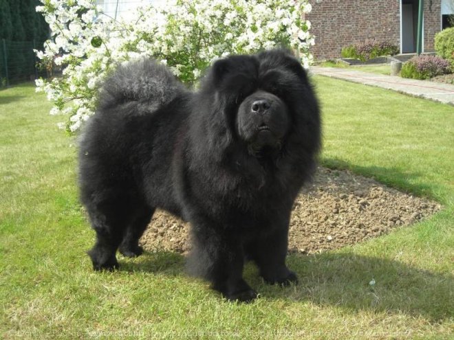 Photo de Chow chow