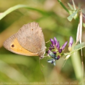 Photo de Papillon