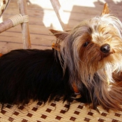 Photo de Yorkshire terrier