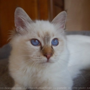 Photo de Sacr de birmanie