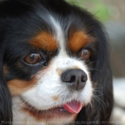 Photo de Cavalier king charles spaniel