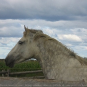 Photo de Quarter horse