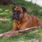 Photo de Boxer