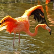 Photo de Flamand rose