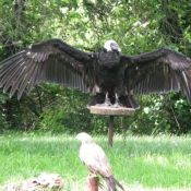 Photo de Condor