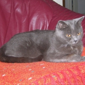 Photo de Chartreux