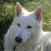 Photo de Berger blanc suisse