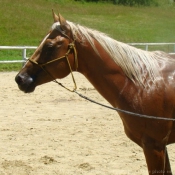 Photo de Quarter horse