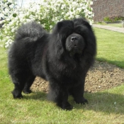 Photo de Chow chow