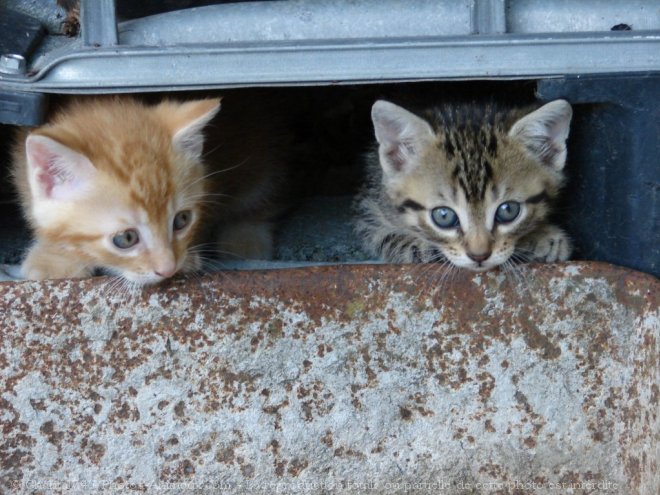 Photo de Chat domestique