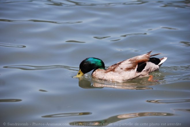 Photo de Canard