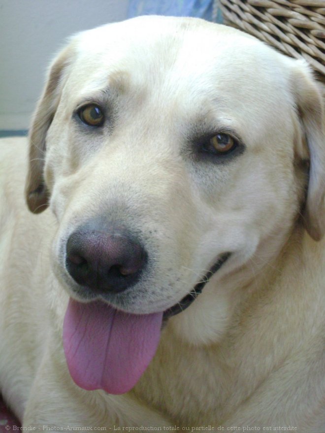 Photo de Labrador retriever