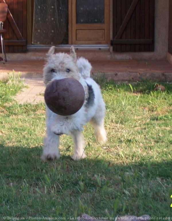 Photo de Fox terrier  poil dur