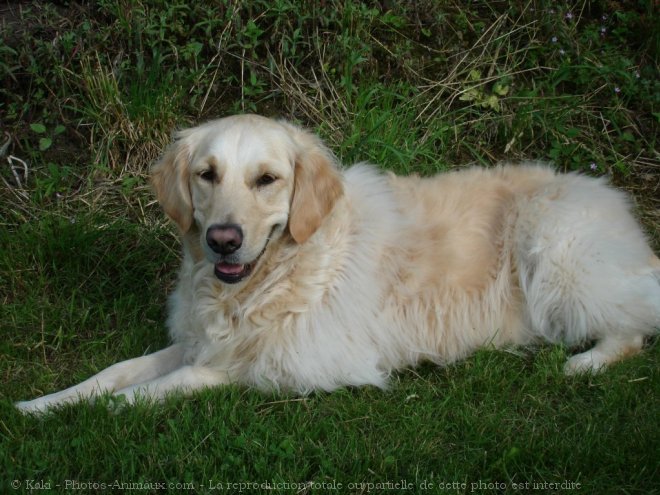 Photo de Golden retriever