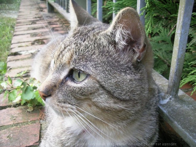 Photo de Chat domestique