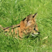 Photo de Serval