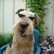 Photo d'Airedale terrier