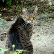 Photo de Chat domestique