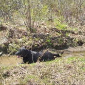 Photo de Labrador retriever