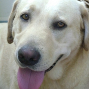 Photo de Labrador retriever