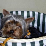 Photo de Yorkshire terrier