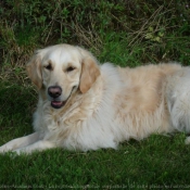 Photo de Golden retriever