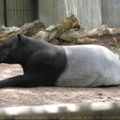 Photo de Tapir