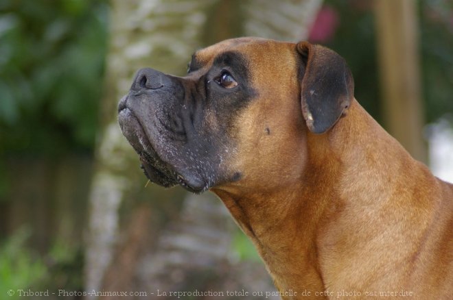 Photo de Boxer