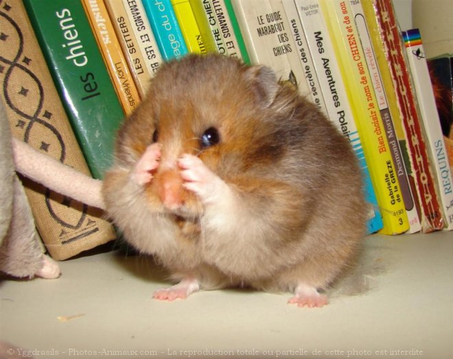 Photo de Hamster