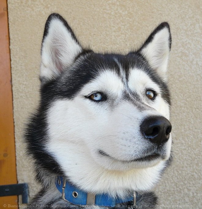 Photo de Husky siberien