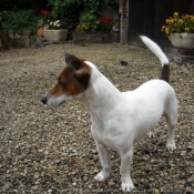 Photo de Jack russell terrier