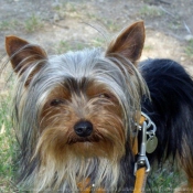 Photo de Yorkshire terrier