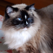 Photo de Ragdoll