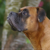 Photo de Boxer