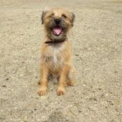 Photo de Border terrier