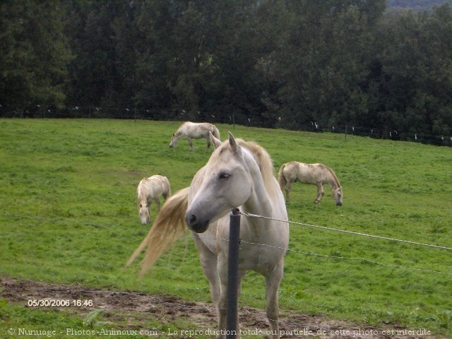 Photo de Camargue