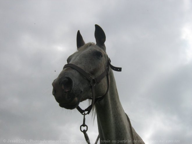 Photo d'Appaloosa