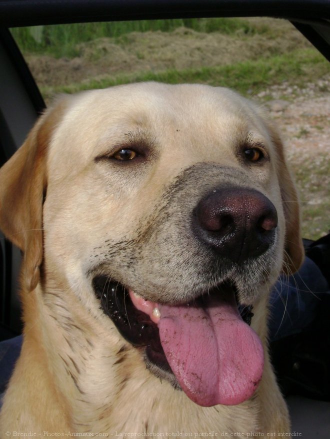 Photo de Labrador retriever