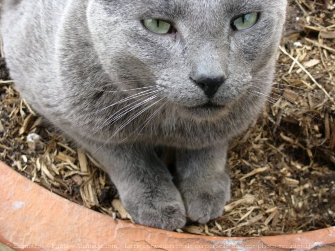 Photo de Chartreux