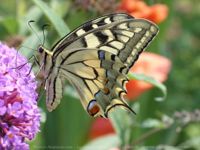 Photo de Papillon - machaon